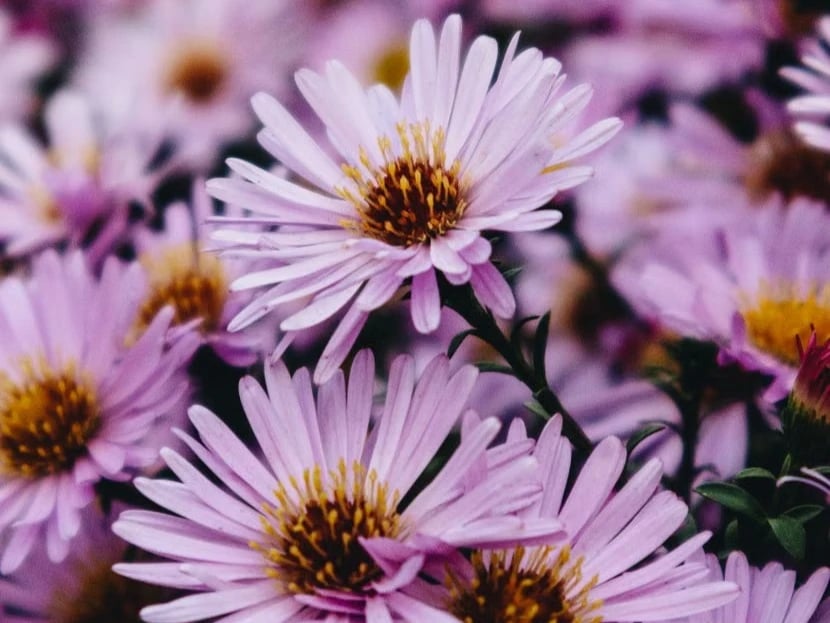 Purple asters in bloom
