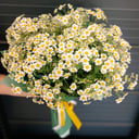 Букет из матрикарии "Ромашковое лето"