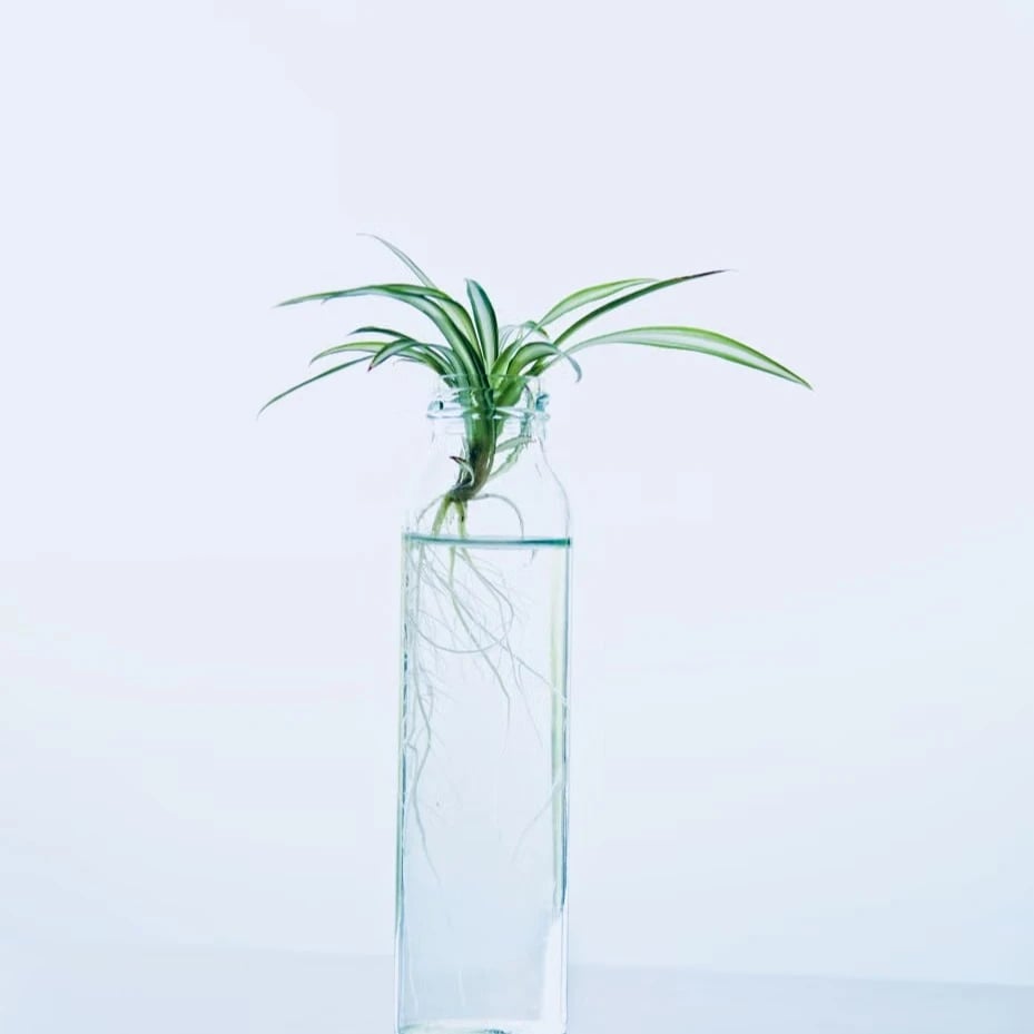 Live aquatic plants growing in a planted aquarium