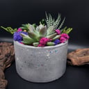 Садик из суккулентов в гипсовом кашпо