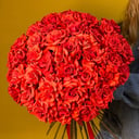 Алый монобукет французских роз