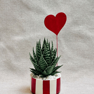 Алое Тики Таки в расписном глиняном горшке