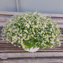 51 ромашка в корзине