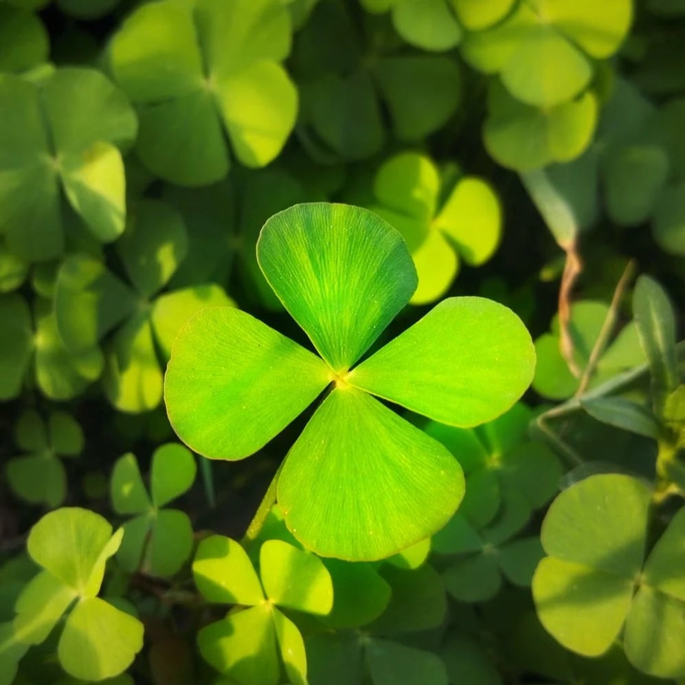 Four-leaf clover among green clover leaves