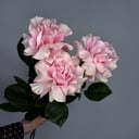 Букет «3 нежно-розовые французские розы»