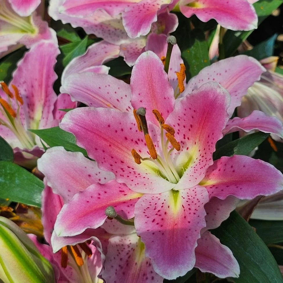 Stargazer lily flower with upward-facing petals