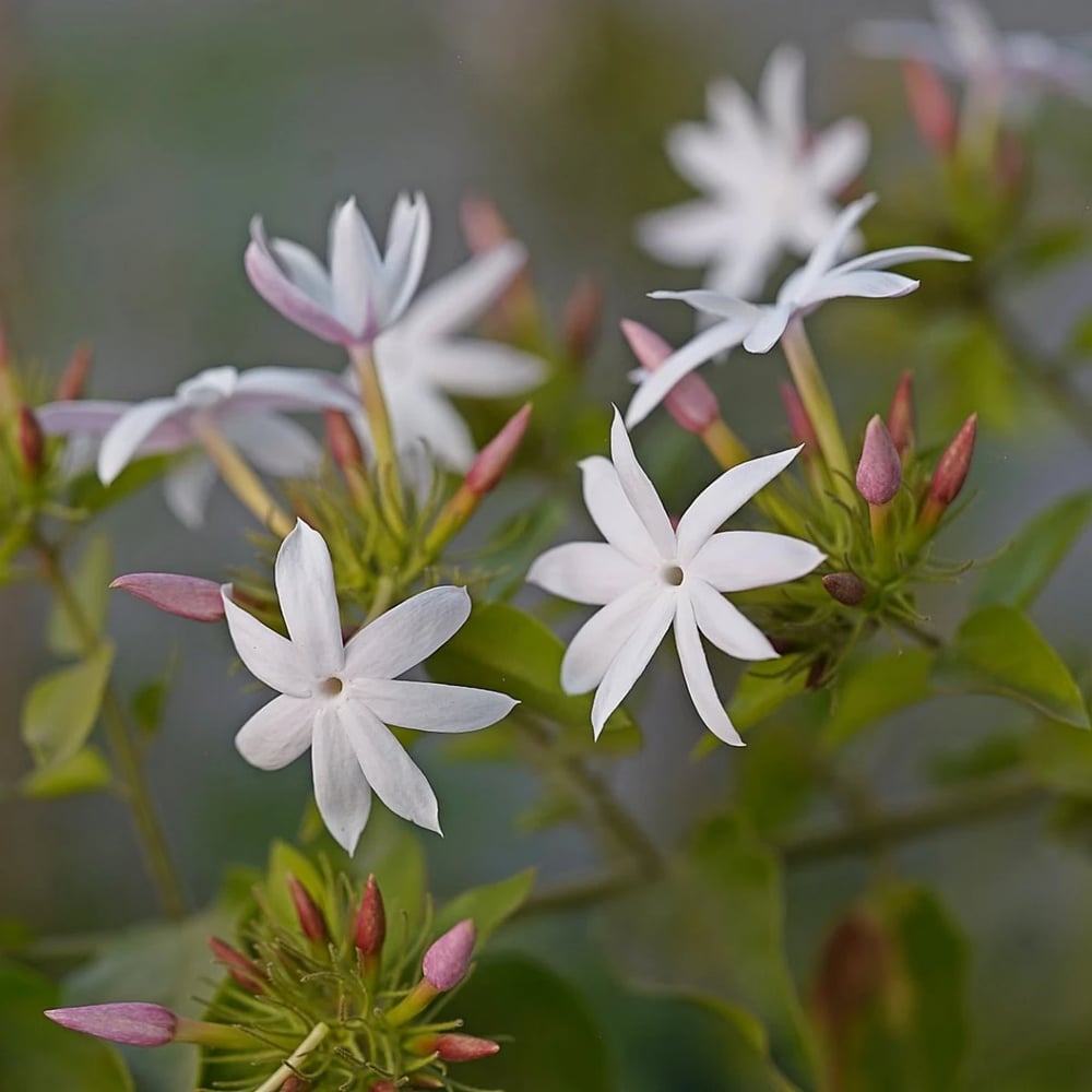 White jasmine flowers and glossy green leaves