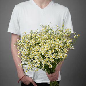 Монобукет из ромашек под ленту из ромашек