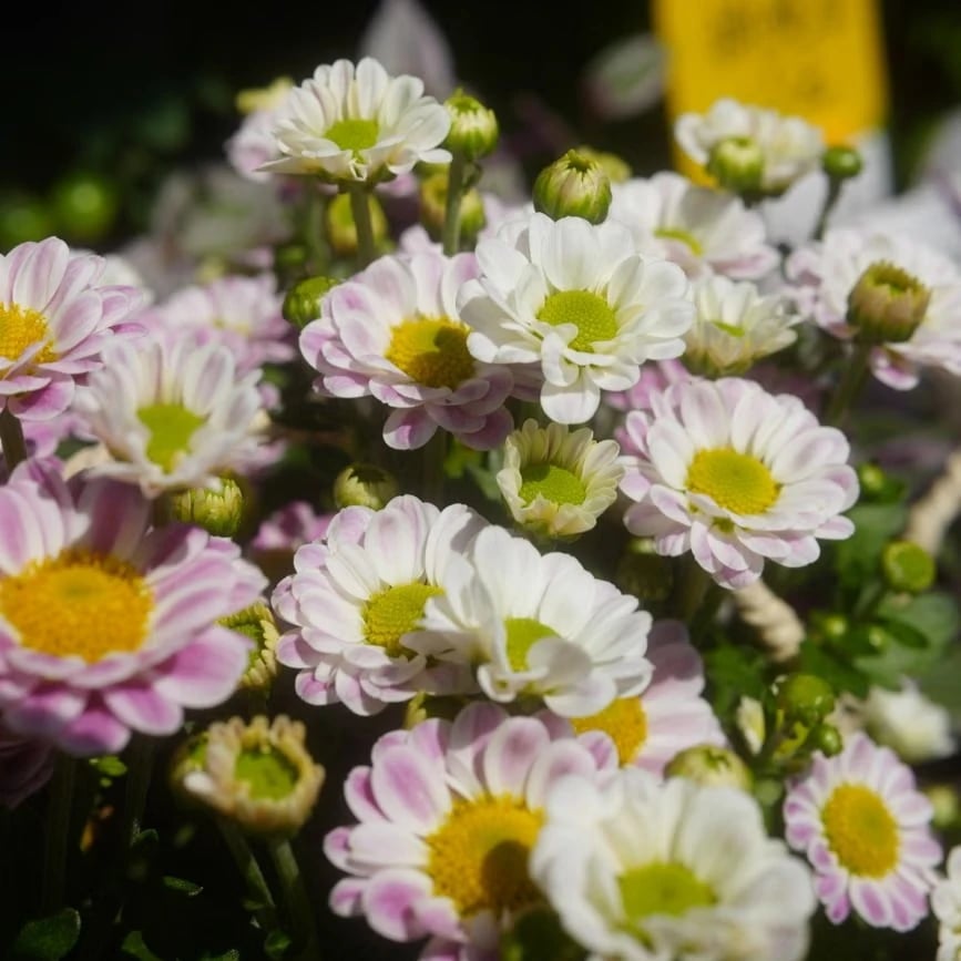 Flowers in Dubai Difc