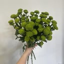 Букет «Зеленая кустовая хризантема 9шт на ленте»