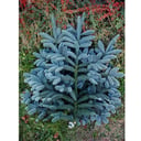 Нобилис Лапник Еловый 5 банчей