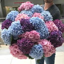 Букет из 15 гортензий микс