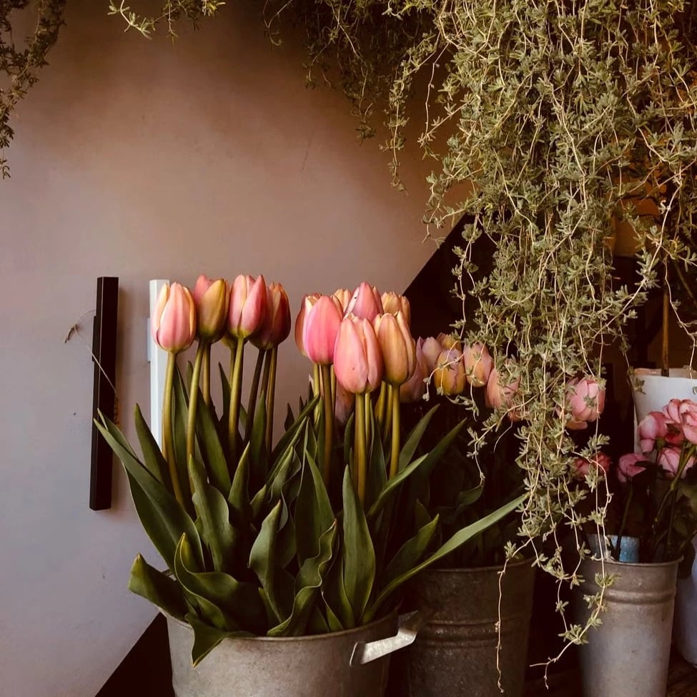 Flower care tips Netherlands