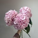 Букет «Нежные гортензии»