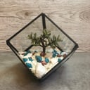Флорариум "Куб с суккулентом и декором"