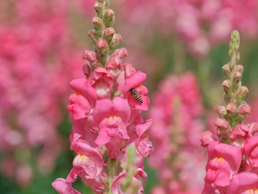 Colorful snapdragon spikes