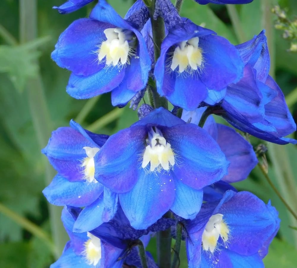 Tall larkspur spikes in bloom