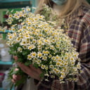 Букет «Полевые цветы»