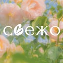 СВЕЖО свежие цветы 🌸