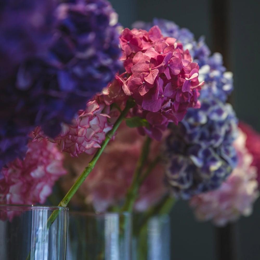 Hydrangea bouquet delivery