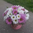 Шляпная коробка с цветами «Ромашковое настроение» из хризантем