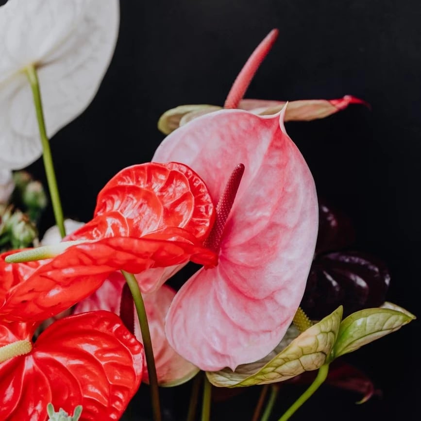 Exotic flowers