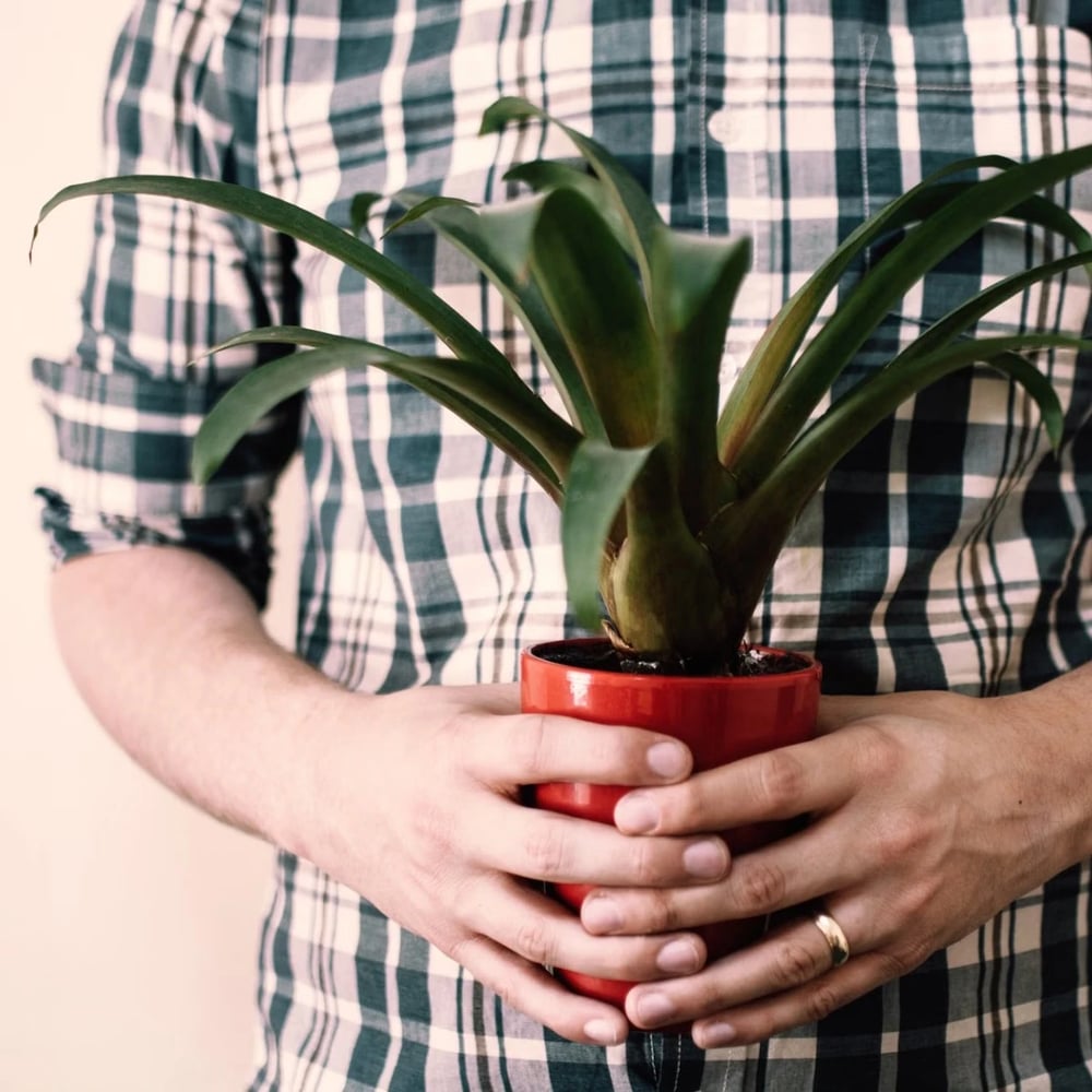 Man receiving flowers and potted plant as Father's Day gift