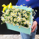 Композиция «Невинность» из ромашек