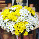 Букет «Любимые хризантема»