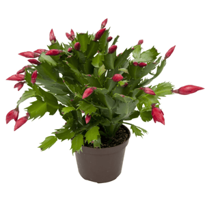 Шлюмбергера