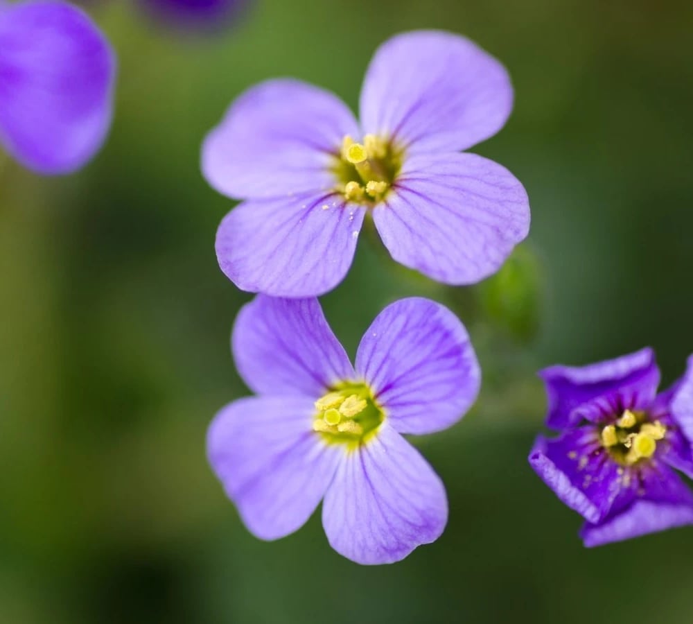 Small violet flowers close up