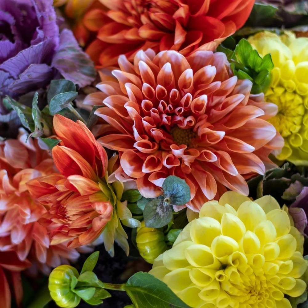 Flowers in Dubai Jvc