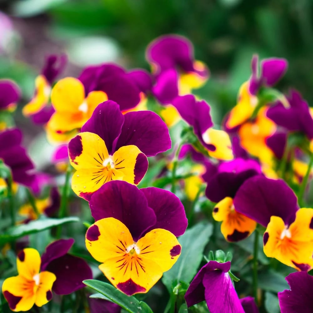 Colorful pansy flowers with distinctive face-like markings
