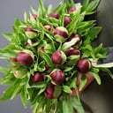 Букет «21 пион красный»