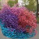 Букет «Разноцветная гипсофила»