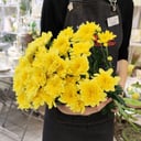 Букет из 7 Хризантем кустовых Желтых