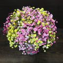 Гипсофила в коробочке