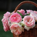 Корзина нежных роз