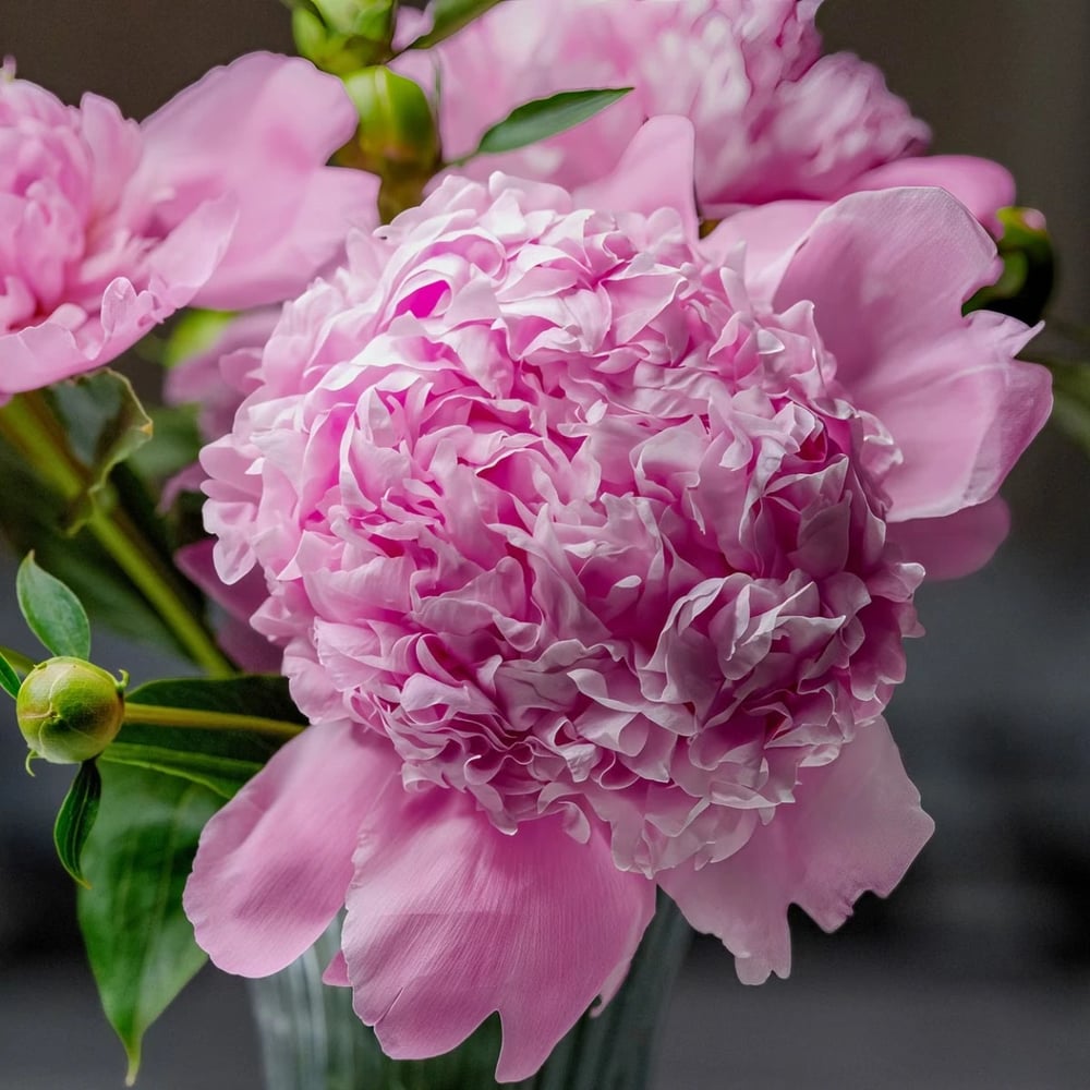 Peonies flowers