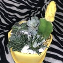 Желтая композиция суккулентов