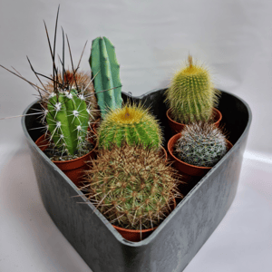 Кактус микс