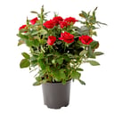 Комнатная Роза