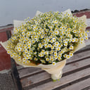 Букет «25 кустовых ромашек»