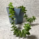 Композиция из суккулентов и декора