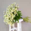 Букет «Белый ангел» из ромашек