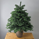 Коробка с цветами «Ёлка новогодняя»