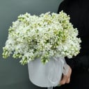 Белая сирень в шляпной коробке