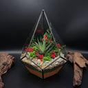 Флорариум с хавортией Праздничный вечер