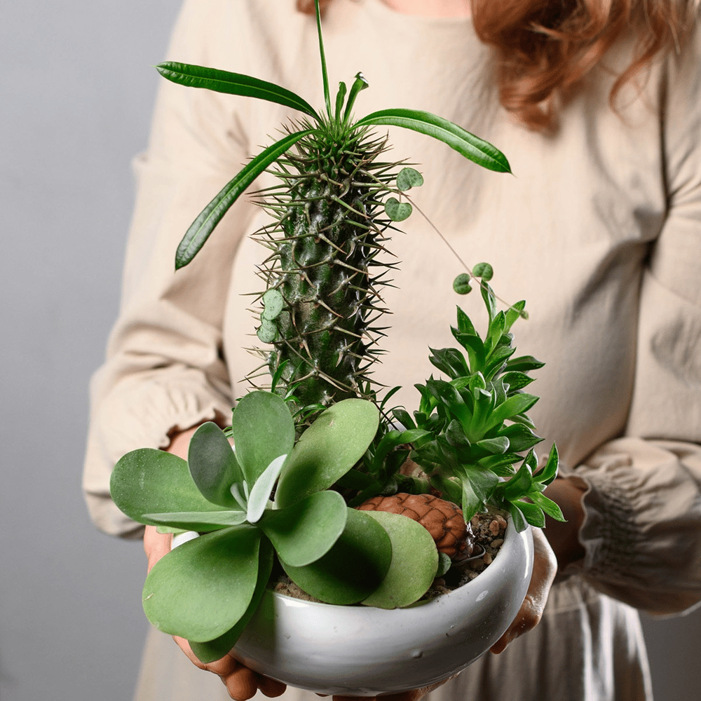 Композиция мини сад из суккулентов