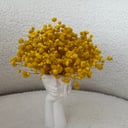 Девушка с желтой гипсофилой